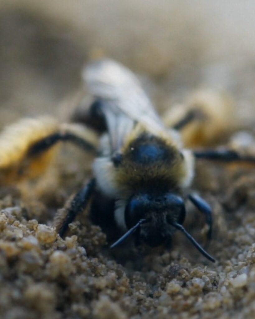 Eenclose-up van een honingbij op de grond met zand en fijne deeltjes, toont de details van de ogen, poten en stuifmeel op haar lichaam. Perfect voor natuur- en bijenliefhebbers die meer willen leren over het leven van honingbijen op de vliegvelde base.