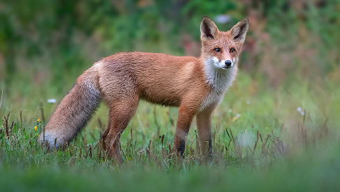 Vossen in natuurgebied van de Vliegbasis W210, omringd door gras en wilde bloemen, met een bosrijke achtergrond.
