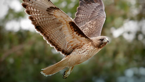 Vliegende roofvogel in de natuur, close-up van een jachtluipaard in het veld, natuurfoto van een arend tijdens vlucht, natuur en vogels, de Vliegbasis als omgeving voor militaire vliegtuigen en nationale veiligheid.
