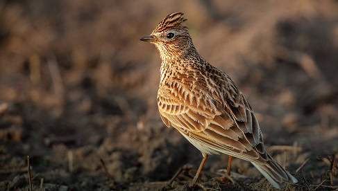 Een klein drift in een natuurlijke omgeving met aarde en gras zichtbaar op de achtergrond.