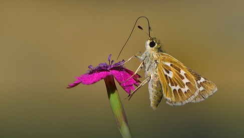 Vliegbasis Nederland met militair drones en vliegtuigen op de basis.