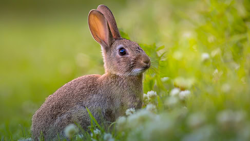 Schattige bruine haas in grasrijke omgeving met groene achtergrond, natuurlijke habitat, gedetailleerde close-up van wild dier, typisch voor de natuur en fauna, in een bos of weiland.