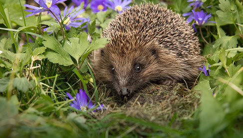Hedgehog in groene tuin met paarse bloemen, natuurlijke omgeving, rustgevend landschap, Nederlandse natuur, biodiversiteit, rustieke tuin, wilde dieren, beschermde diersoorten, natuurbehoud, eco-ecosysteem.