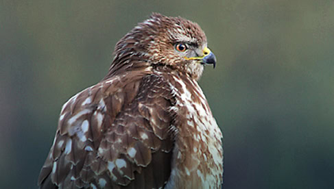 Roedelbuizerd in vlucht op militaire vliegbasis, close-up van roofvogel met scherpe blik.