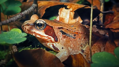 Hagedis verscholen tussen bladeren op de Vliegbasis de Vliegbasis, met natuurlijke omgeving en wildlife details.