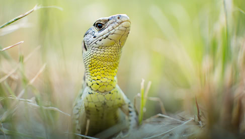 Lizard in grassveld.