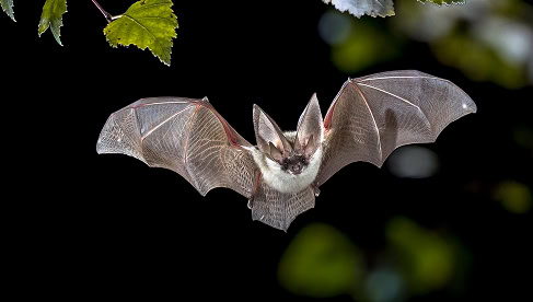 Vleermuis in vlucht boven de natuur, dicht bij de Vliegbasis met een donkere achtergrond en groen blad, highlighting de biodiversiteit en fauna van het gebied.