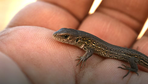Miniatuurhagedis op hand, close-up van een klein reptiel met gedetailleerde schubben en natuurlijke kleuren, toont de biodiversiteit en natuurbehoud op de vliegbasis de Vliegbasis.