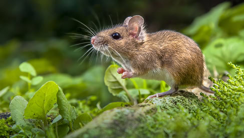 Kleine bruine muis op een groen lianenblad in de natuur.