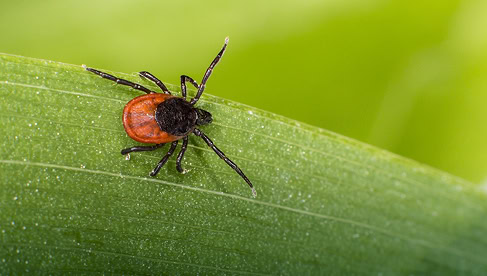 Een teek op een groene bladarm, close-up.