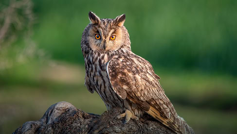 Oehoe uil per flygbas, natuurbehoud, vogelnatuur, biodiversiteit.