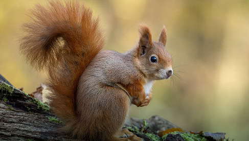 Knabbelende eekhoorn op een boomstam in een bos, dichtbij natuurgebied en dichtbij de Vliegbasis.