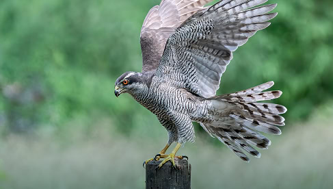 Zilverruguil die landt op een paal, met een groene achtergrond, mogelijk op de Vliegbasis W210.