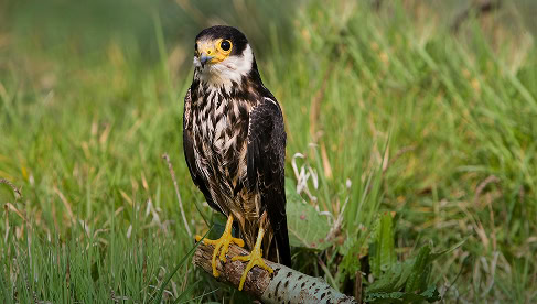 Nestor met grote ogen, zittend op een tak in een grasland.