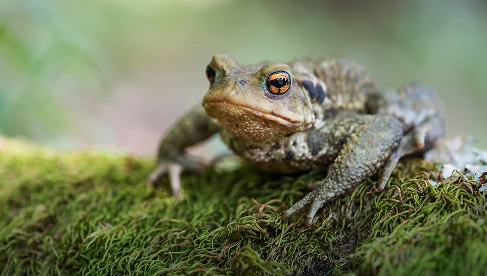 Gezelschap van een bruine pad op een groene mosbed, natuurfoto met focus op textuur en natuurlijke omgeving.