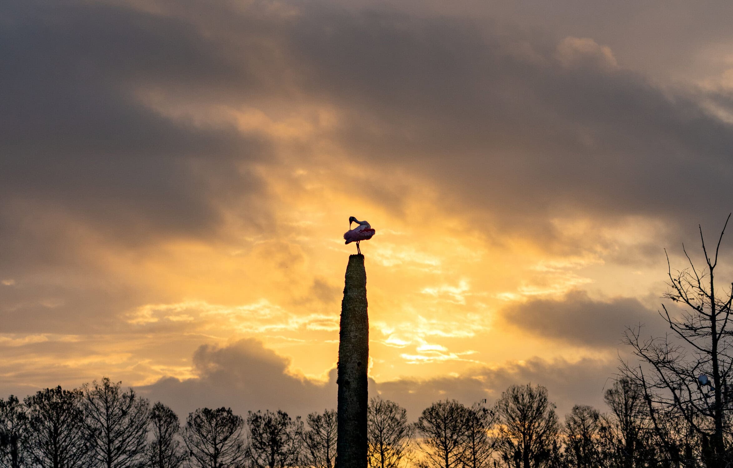 Zwaluw op een pilaar tijdens zonsondergang bij de Vliegbasis, met een indrukwekkende lucht en silhouetten van bomen in de achtergrond.