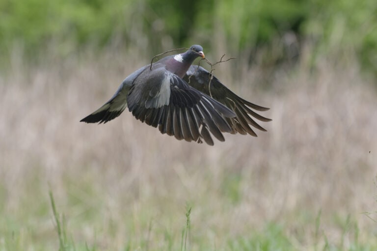 Vliegende duif met tak in snavel, natuurlijke achtergrond met gras en bos, vogel in vlucht, symboliseert vrijheid en natuur, opgericht en actief in de lucht.