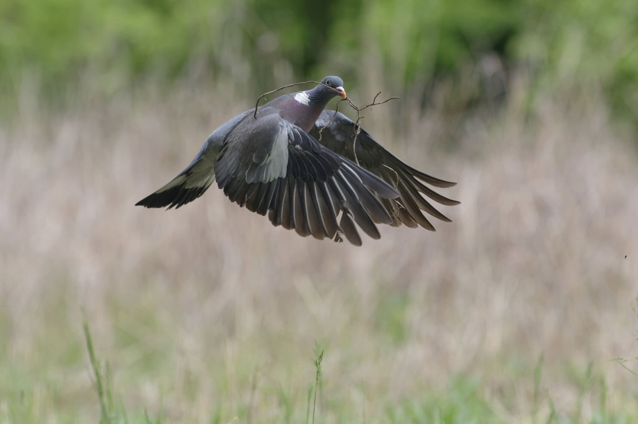 Vliegende duif met tak in snavel, natuurlijke achtergrond met gras en bos, vogel in vlucht, symboliseert vrijheid en natuur, opgericht en actief in de lucht.