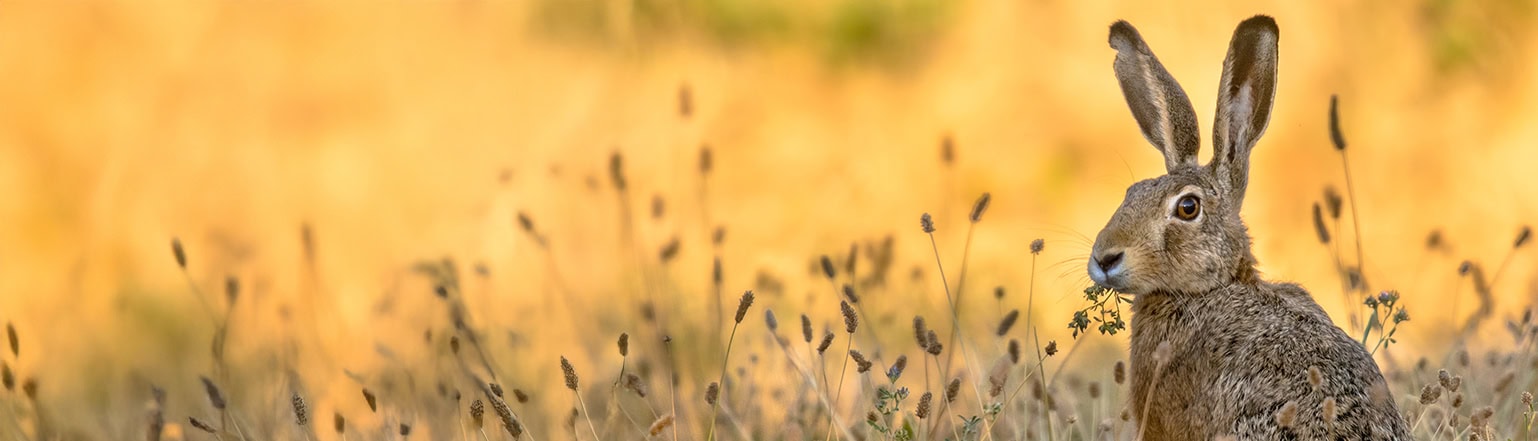 Rextraafhond in natuurgebied met hoge gras en bloemen, zonnige dag, natuur en vrijheid, omgeving van de militaire vliegbasis, ruige landschappen, fauna en flora, vogel- en diervriendelijk, blauw hemel, rust en ontspanning, landschap.