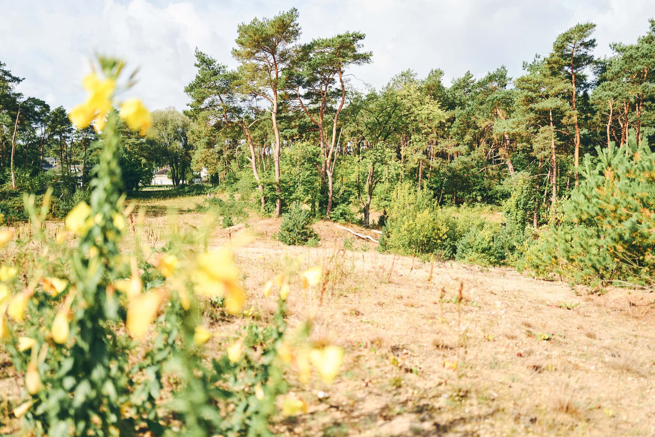 Luchtfoto van een bosgebied en open velden bij de Vliegbasis Waddington, met groene bomen, struiken en een heldere hemel, onderdeel van de militaire luchthaven in Nederland.