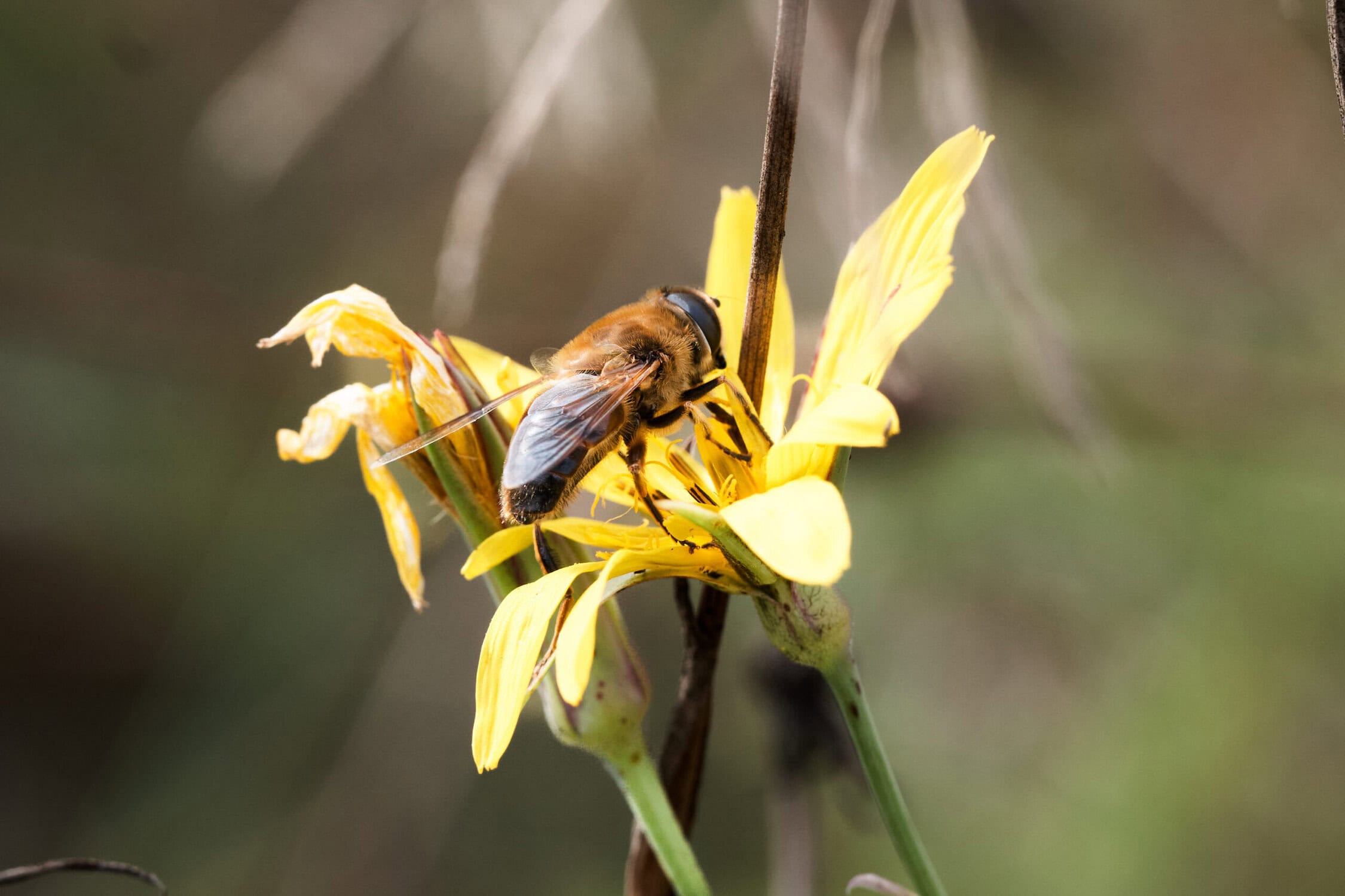 Bijen op een gele bloem, macrofoto van bijenkorf in de natuur, honingbij verzamelt nectar op een ochtend in de lente.