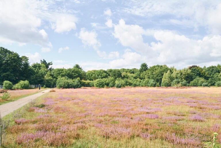 Vliegbasis in Nederland met groene bomen en een bloemenveld onder een blauwe lucht met witte wolken.