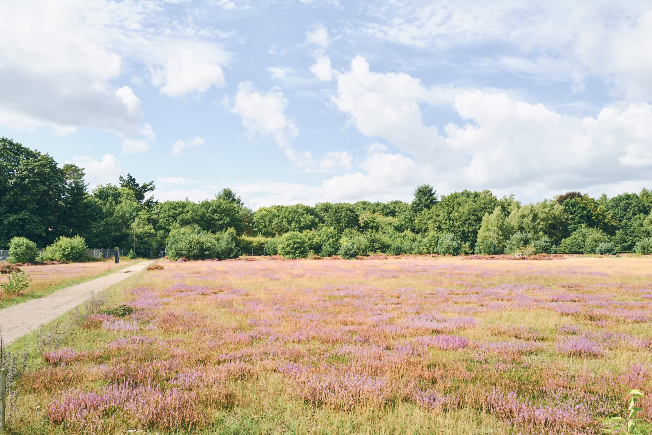 Vliegbasis in Nederland met groene bomen en een bloemenveld onder een blauwe lucht met witte wolken.