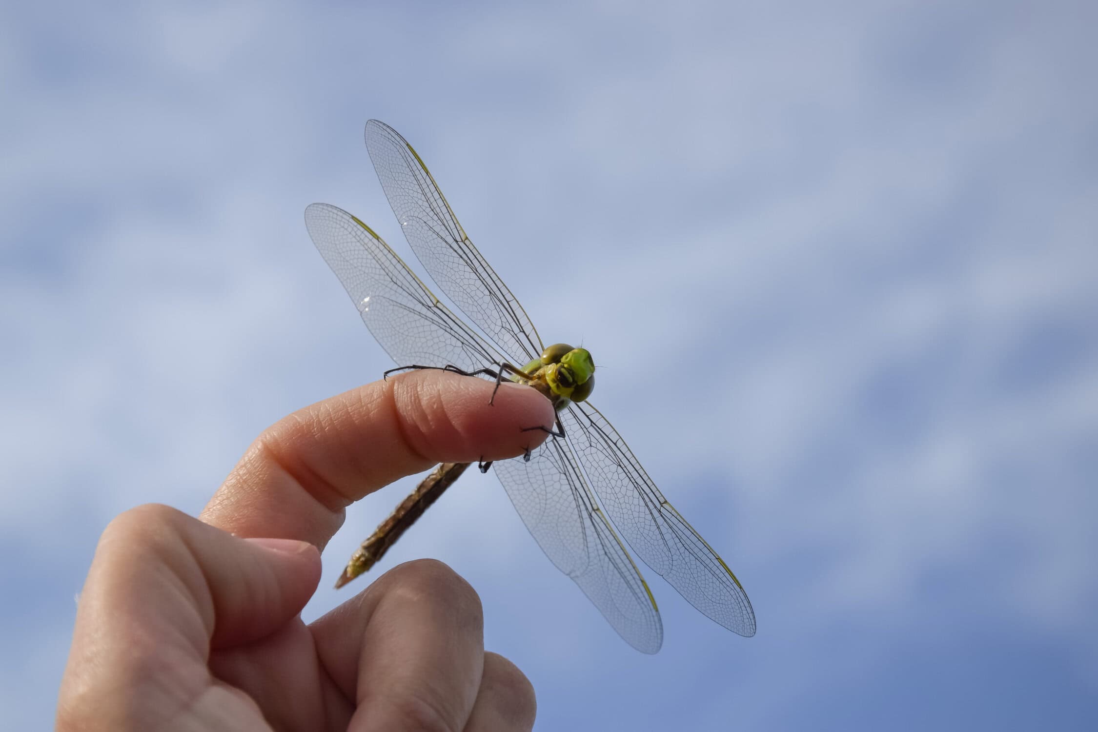 Vliegbasis, close-up van een hand die een libelle vasthoudt met een blauwe lucht op de achtergrond.