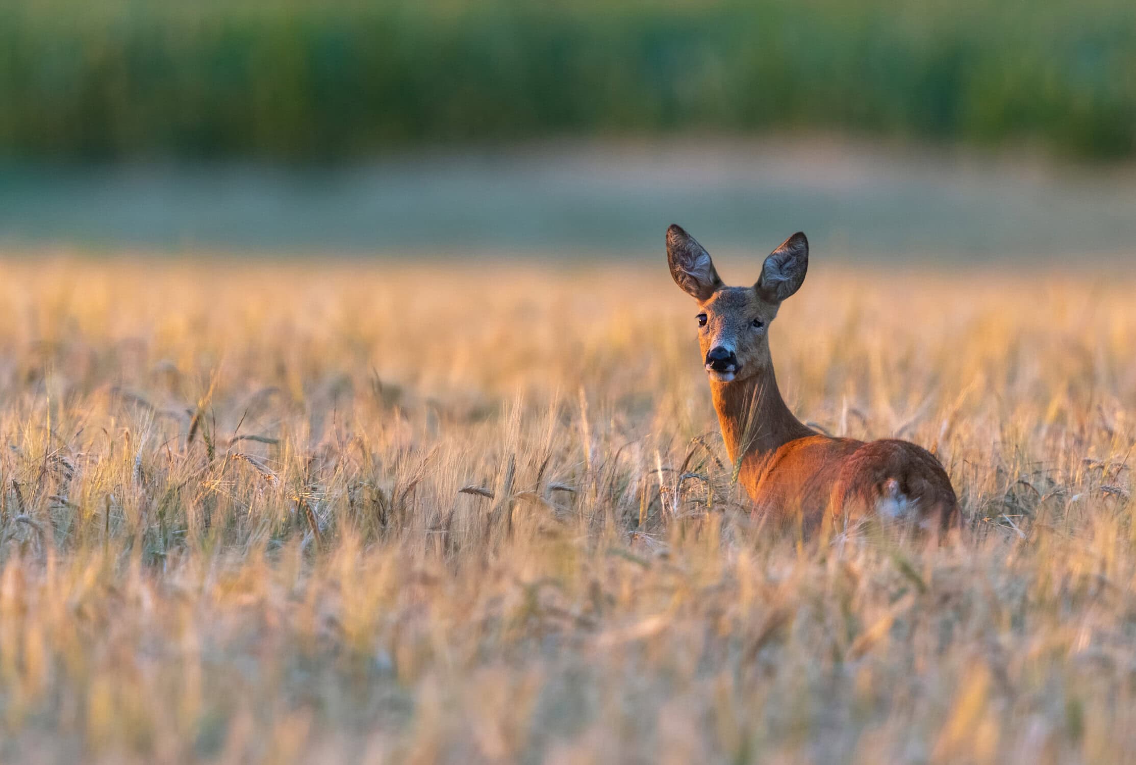 Zwakke, sierlijke hinde in een uitgestrekt veld, vastgelegd tijdens de gouden uurtjes van de dag. Perfect voor natuur- en wildlifeliefhebbers die de schoonheid van het Nederlandse landschap willen ervaren.