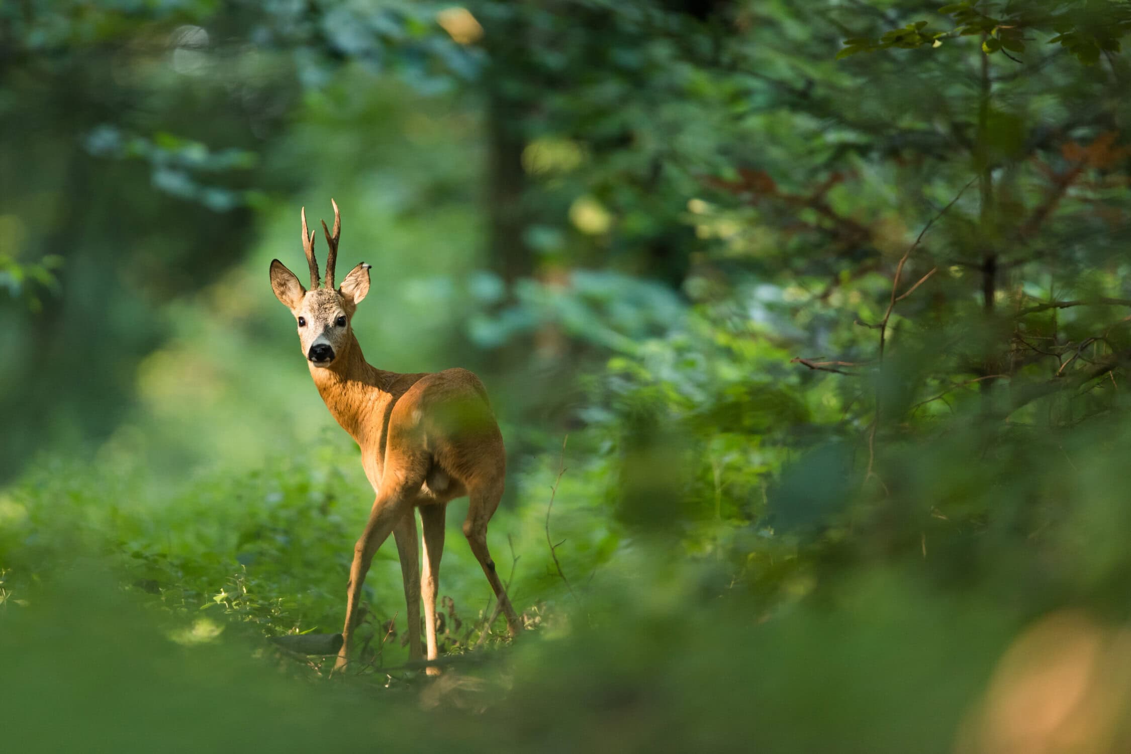 Zweefdeer in een bos met groene bladeren en natuurlijke omgeving.