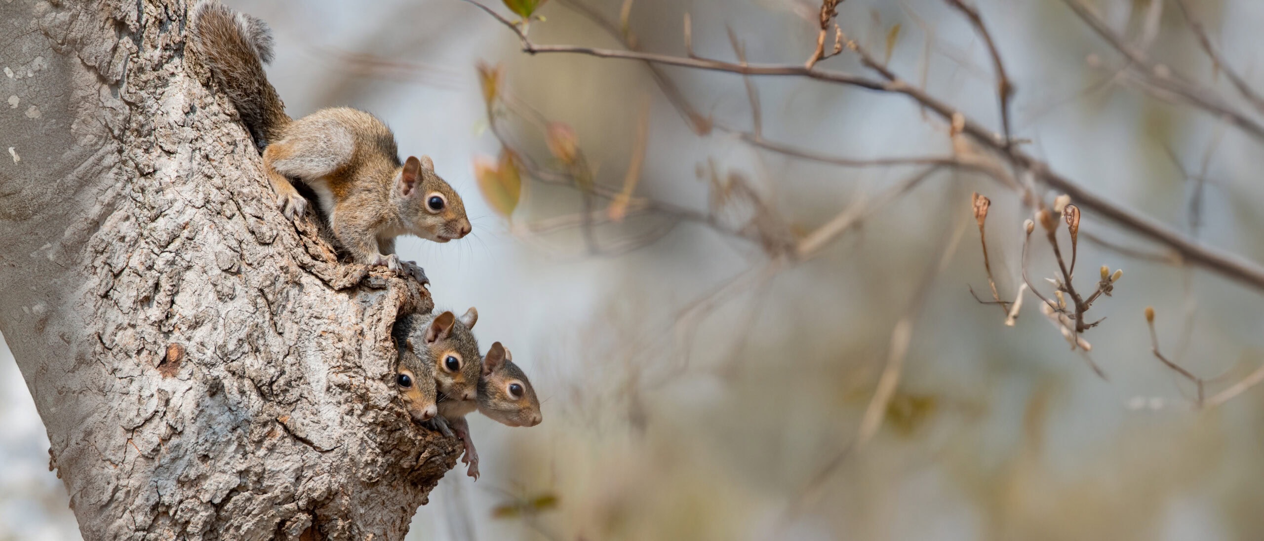 Eekhoorns in een boom, natuur, dieren, bosdieren.