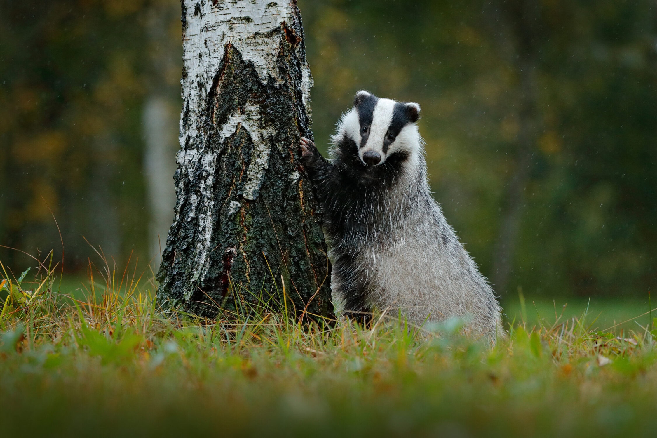 Moedereende in bosgebied, sluit mooi aan bij natuurbehoud en milieubewustzijn.