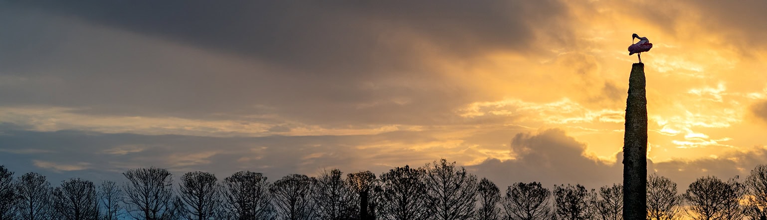 Vliegbasis structuur en bomen met een spectaculaire lucht en zonsondergang achtergrond, geschikt voor militaire en luchtvaart gerelateerde SEO.