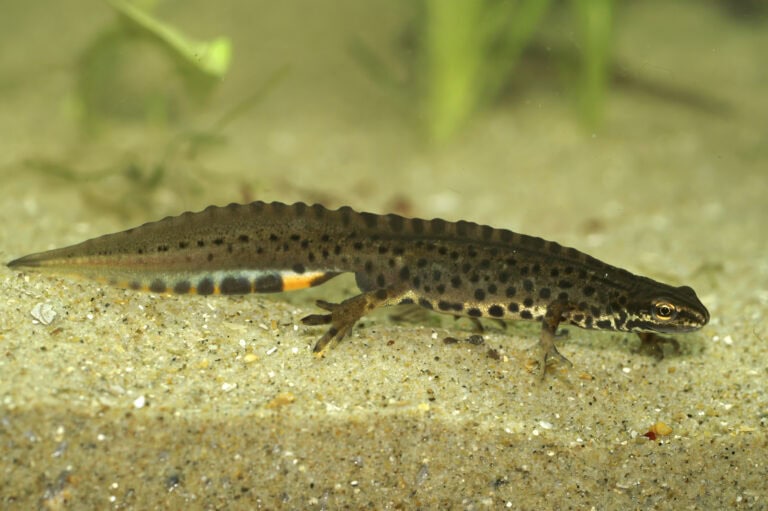 Kleine gekleurde waterdieren op zandbodem met groene achtergrond, geschikt voor natuur- en dierenseo.