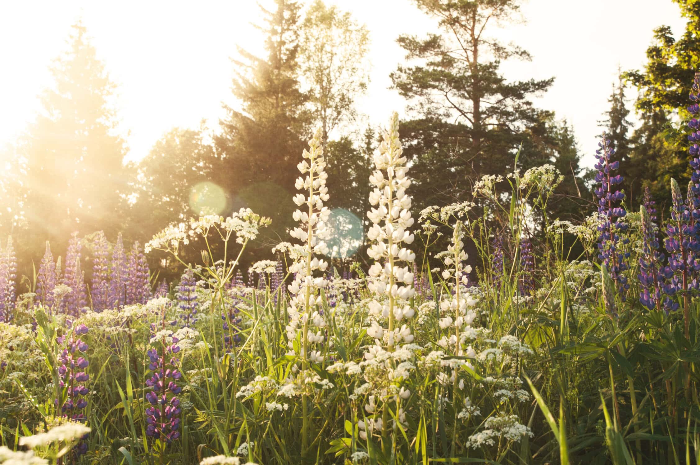 Glooiende bloemenweide met witte en paarse bloemen onder de zon, bij de Vliegbasis W210 in Nederland.