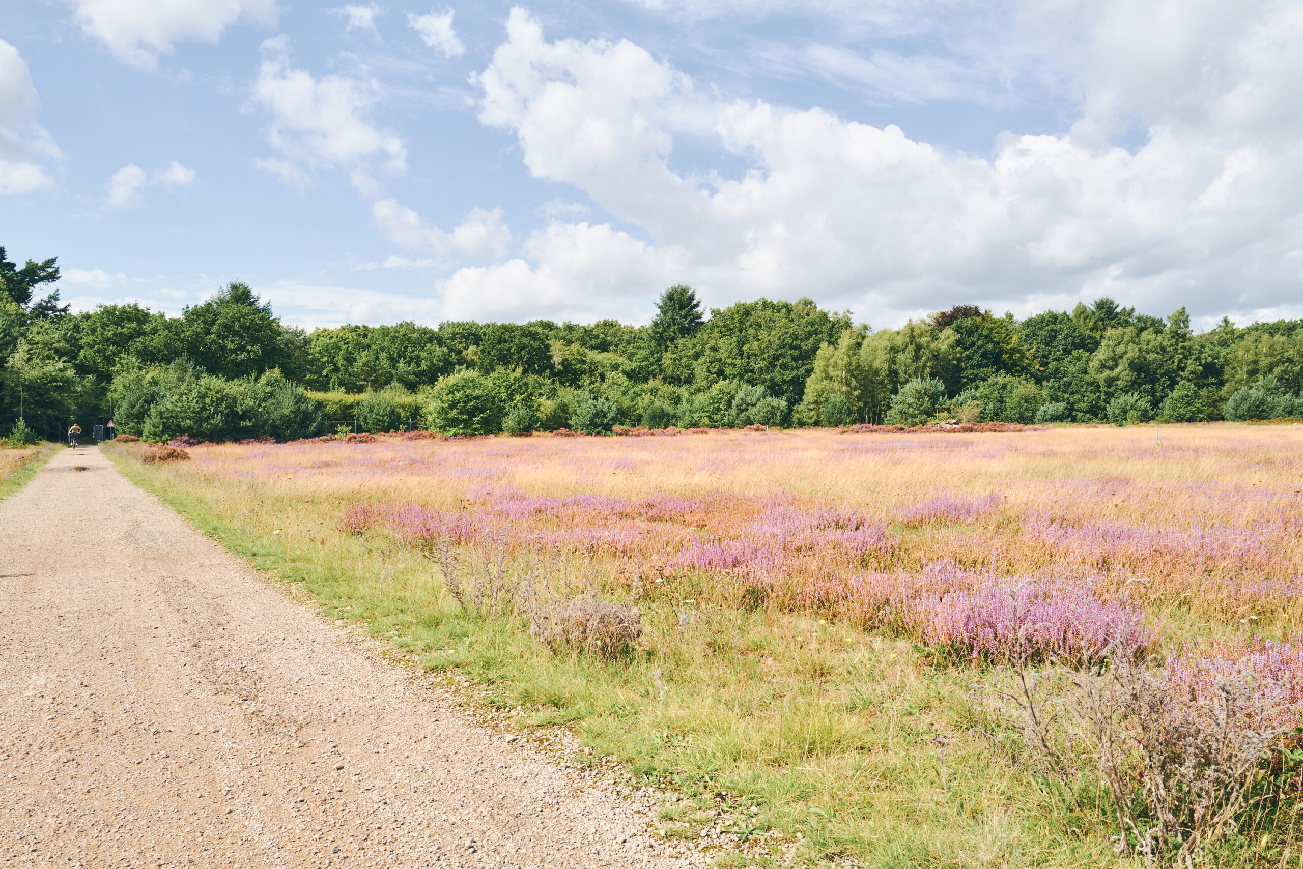 Zonnige dag op de Vliegbasis met een uitgestrekt veld met paarse heide en groene bomen, ideaal voor ontspanning en natuurwandelingen op een militaire camping of vakantieplek.