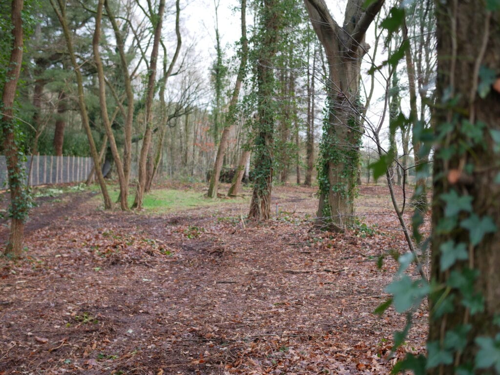 Schaduwrijke boswandeling op Vliegbasis Deelen, prachtig natuurlijk landschap en rustige omgeving.