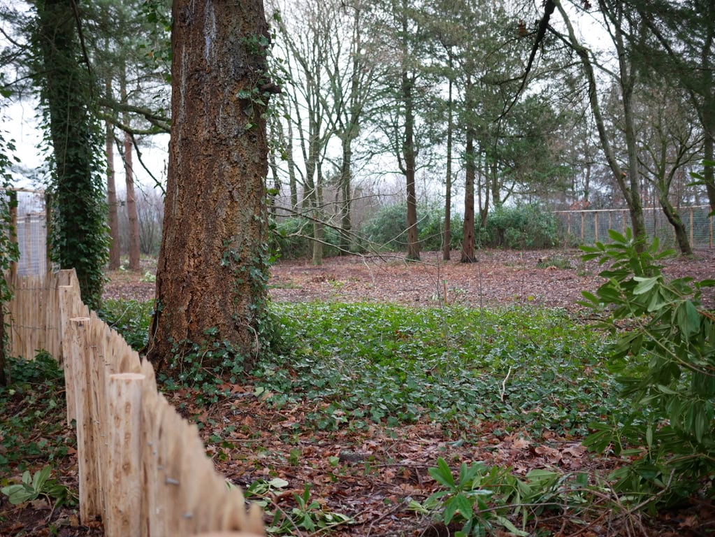 Een groene tuin met bomen en houten schutting, rustgevend en natuurlijk decor, ideaal voor ontspanning en buitenactiviteiten rond Vliegbasis.
