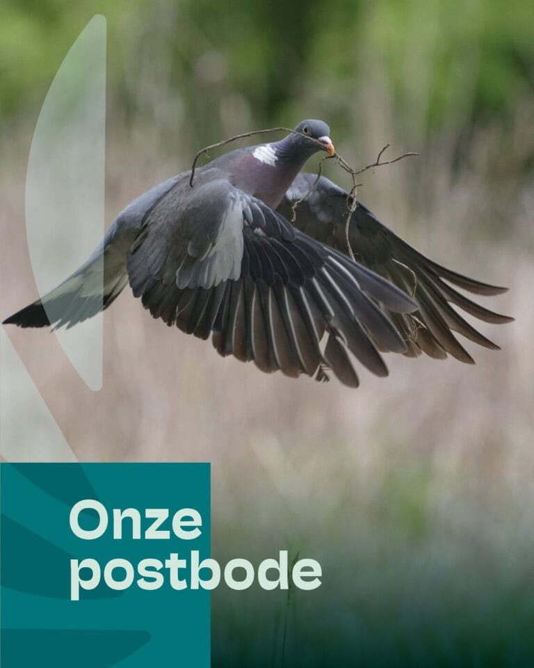 Prachtige foto van een watervogel met takken in de snavel, klaar voor het bouwen van een nest, in natuurlijke omgeving.