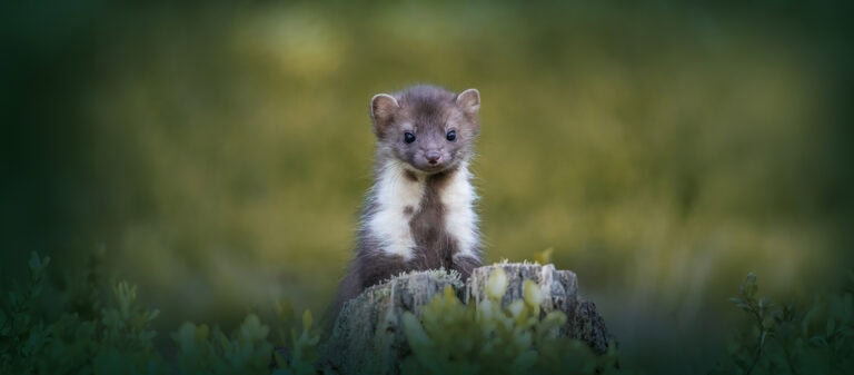 Uitzicht op de natuur rondom Vliegbasis De Westflank met groene velden en bosrijke omgeving, ideaal voor zelfbouwkavels in de verkoop.