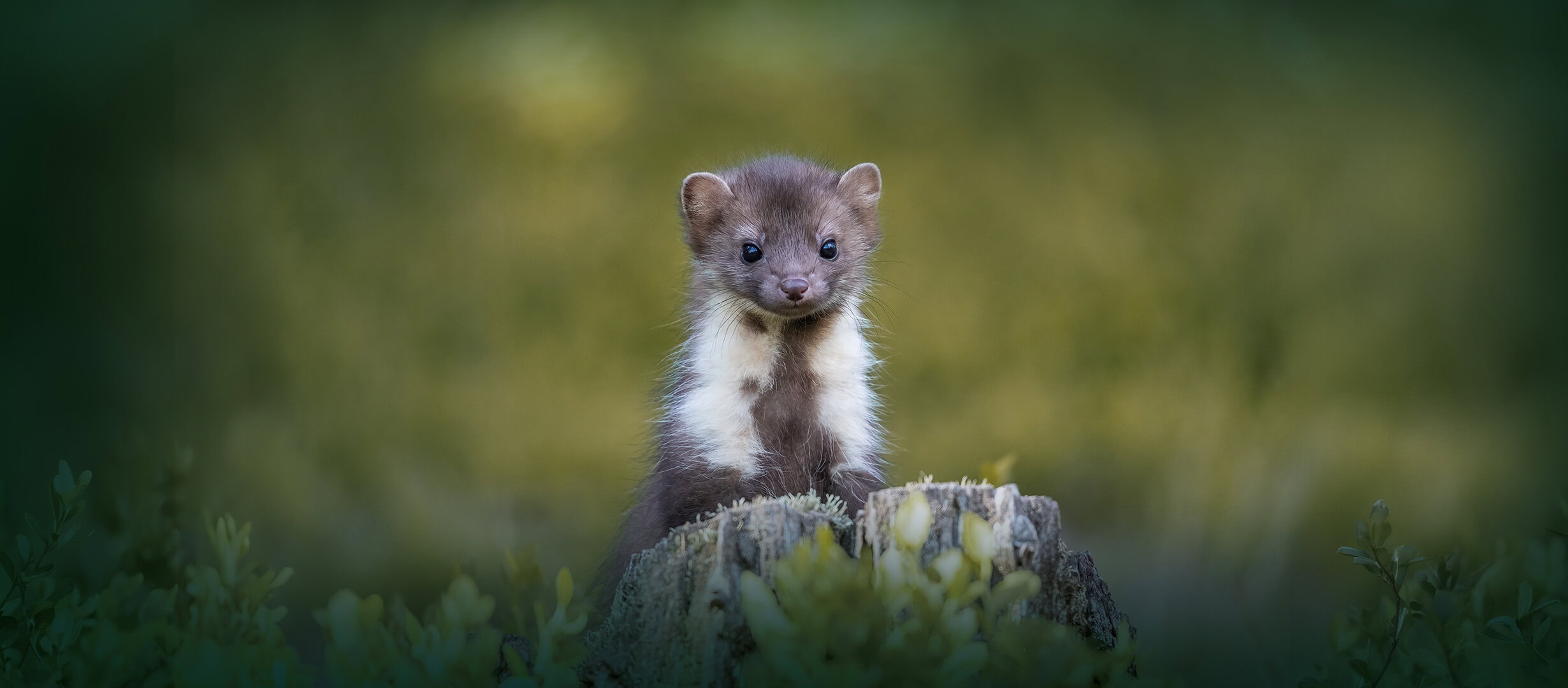 Uitzicht op de natuur rondom Vliegbasis De Westflank met groene velden en bosrijke omgeving, ideaal voor zelfbouwkavels in de verkoop.