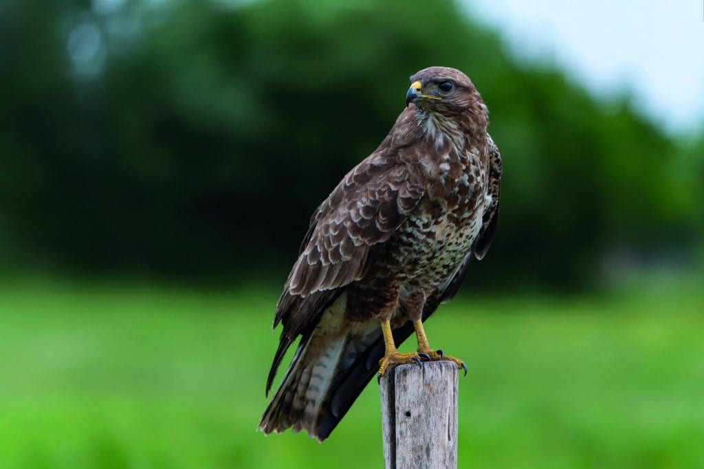 Close-up van een roofvogel, mogelijk een buizerd, zittend op een houten paal met een groene achtergrond, onderdeel van de natuur rondom de Vliegbasis.