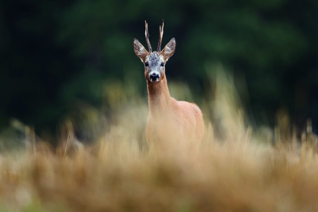 Een close-up van een hert in de natuur op de Vliegbasis, met groene achtergrond en zachte focus op de voorgrond.