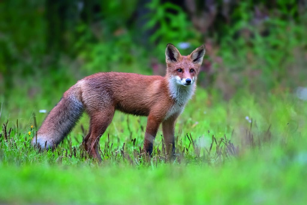 Een jonge vos staat in een groen bos, omgeven door gras en struiken, klaar om te bewegen.